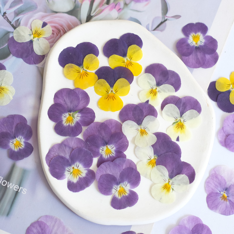 Beauty Makeup Bridal - 12 Stück, Natur Stiefmütterchen, getrocknete Blumen,